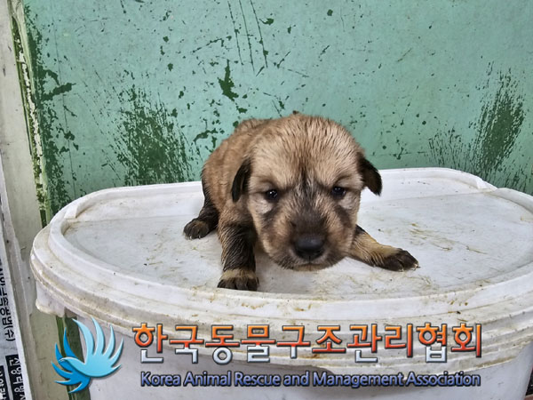 한국동물구조관리협회_441406202301004